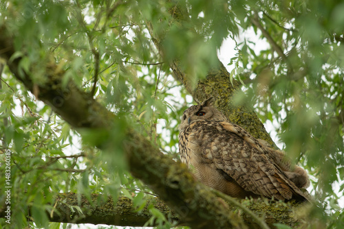 European eagle owl sitting on branch