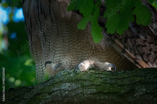 Claws of European eagle owl sitting on branch