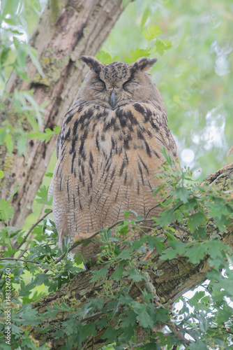 European eagle owl sitting on branch