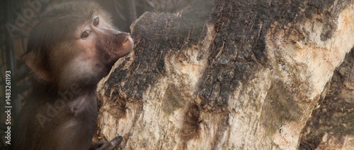 Photography Monkey. Photo of monkey. Wild monkey