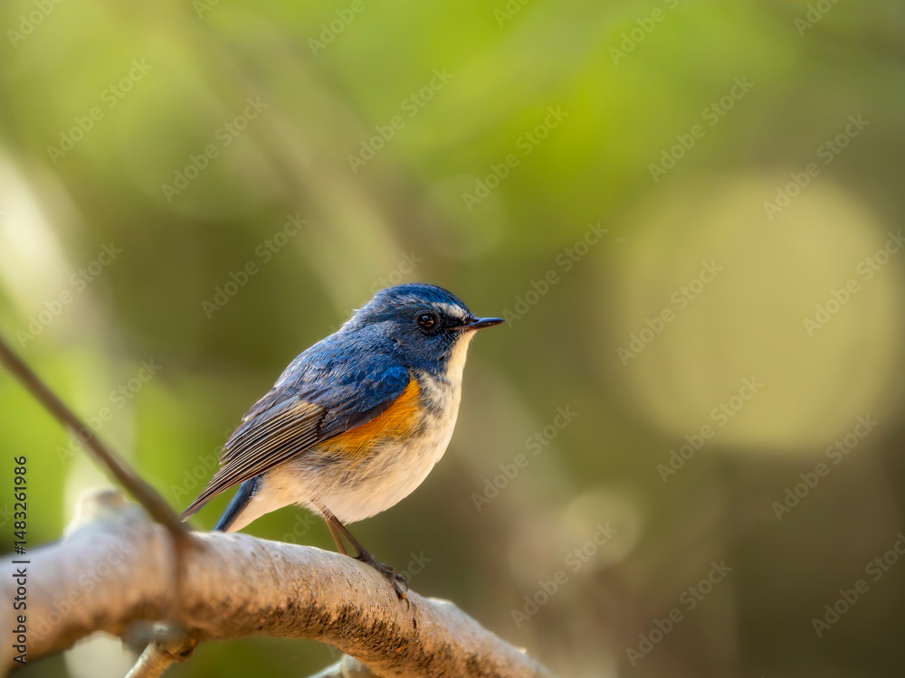 Fototapeta premium 森の中で周りを見渡しているルリビタキの雄