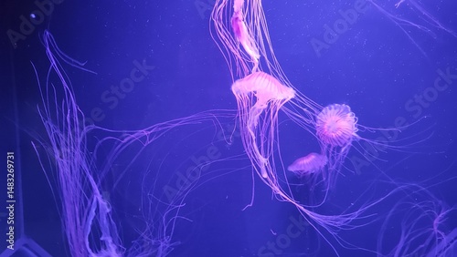 jellyfish on blue background, Seabed, Aquarium, Jellyfish, Beautiful Jellyfish
