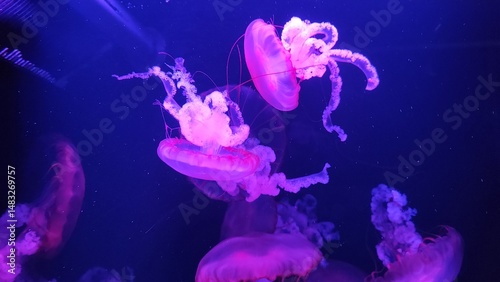jellyfish in the water, Seabed, Aquarium, Jellyfish, Beautiful Jellyfish