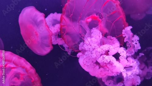 jellyfish in the water, Seabed, Aquarium, Jellyfish, Beautiful Jellyfish