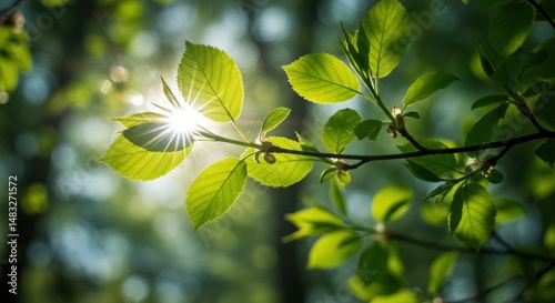 Sunlight filtering through vibrant green leaves on a branch in a serene forest setting