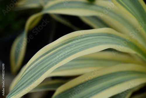 Variegated needle palm leaves - Latin name - Yucca filamentosa Cytrus twist photo