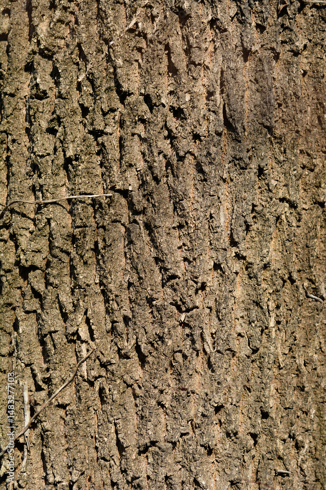 White ash bark detail - Latin name - Fraxinus americana