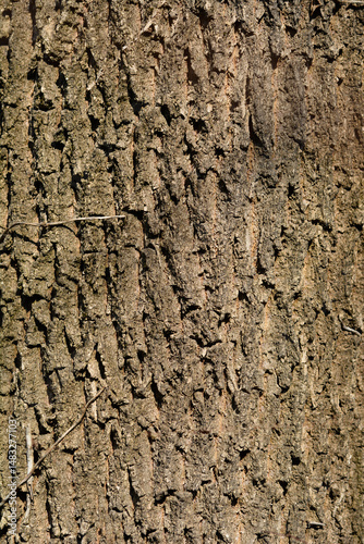 Obraz na płótnie White ash bark detail - Latin name - Fraxinus americana w salonie