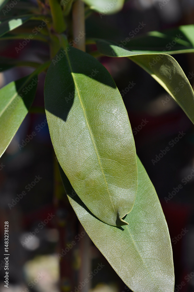 Hybrid rhododendron leaves - Latin name - Rhododendron Polarnacht