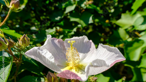 青空の下に咲く芙蓉の花 photo