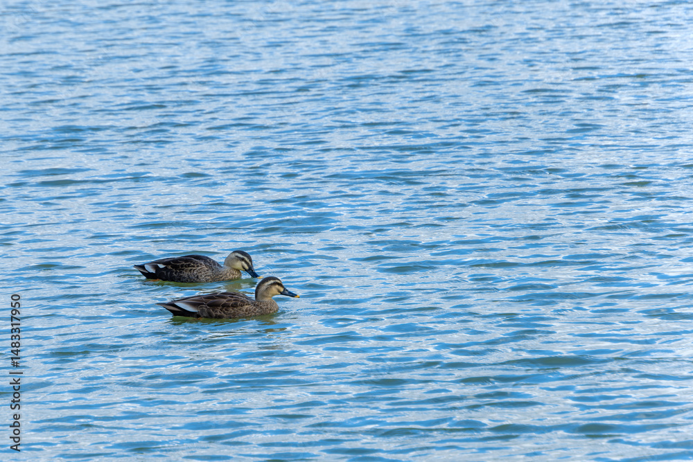 Obraz premium 青い水面を泳ぐ二羽のカルガモ