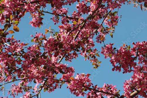 Pink flowers of malus purpurea decorative tree at spring