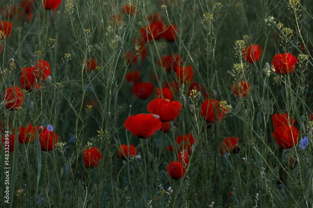Naklejka premium Wild red poppies in tall green grass of spring field