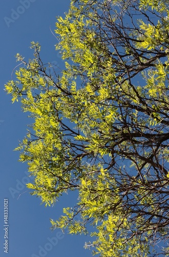  Ash tree-Fraxinus Excelsior wwith fresh,growing green foliage photo