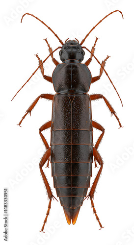 Staphylinidae beetle detailed macro image isolated
