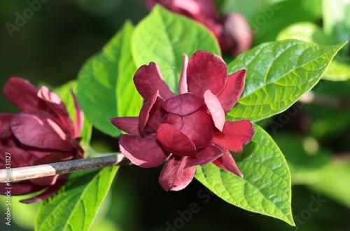 Fototapeta Naklejka Na Ścianę i Meble -  red flowers of Calycanthus sinensis bush at spring