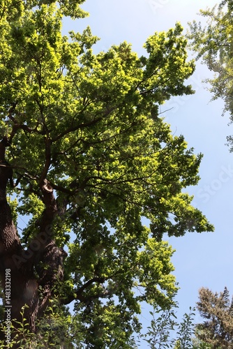 fragment of old,huge  Quercus robur treeat spring