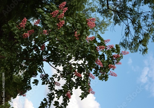 pink flowers of Aesculus carnea flowers tree close up