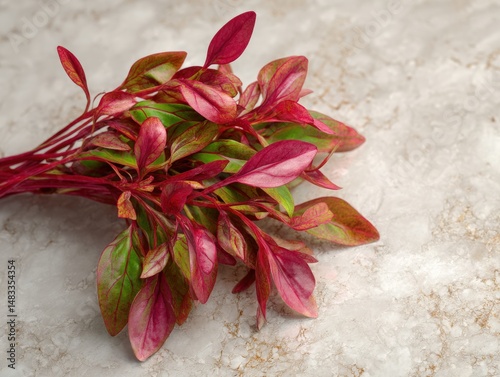 Vibrant red and green leaves of a unique plant, artfully arranged on a light gray textured surface. A captivating image that speaks volumes about nature's beauty.