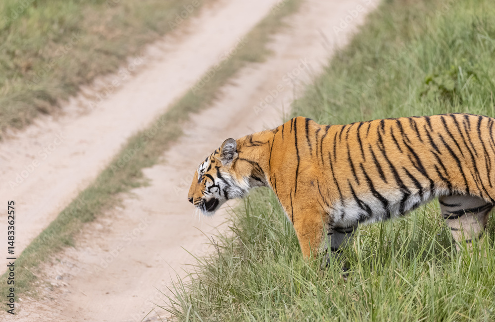 Fototapeta premium Male tiger (Panthera tigris) walking at jungle with natural green background of forest.
