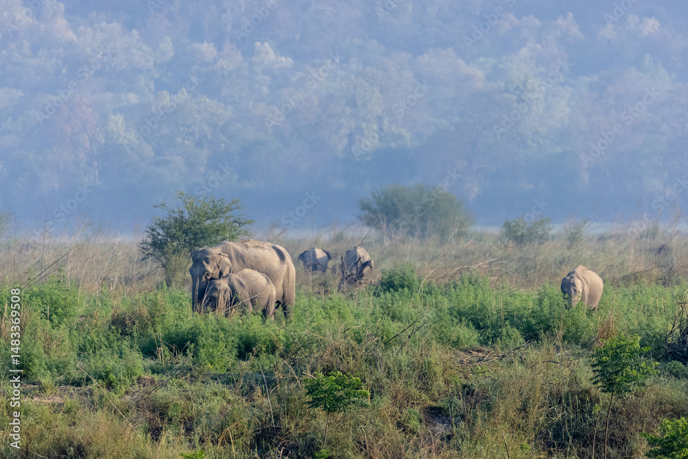 Fototapeta premium Asiatic elephant (Elephas maximus) in the forest of Corbett Tiger Reserve.