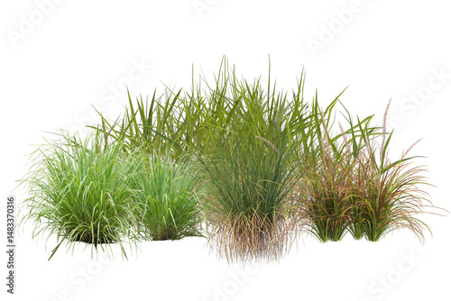 Fototapeta Grass bush with flowers collection, small plants on transparent background