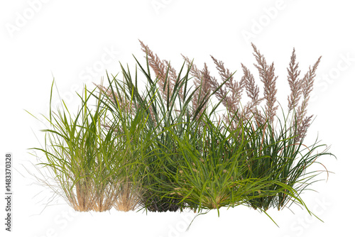 Fototapeta Grass bush with flowers collection, shrub plants on transparent background