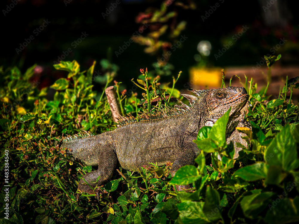 Obraz premium Iguana posing on the leaves while feeding.