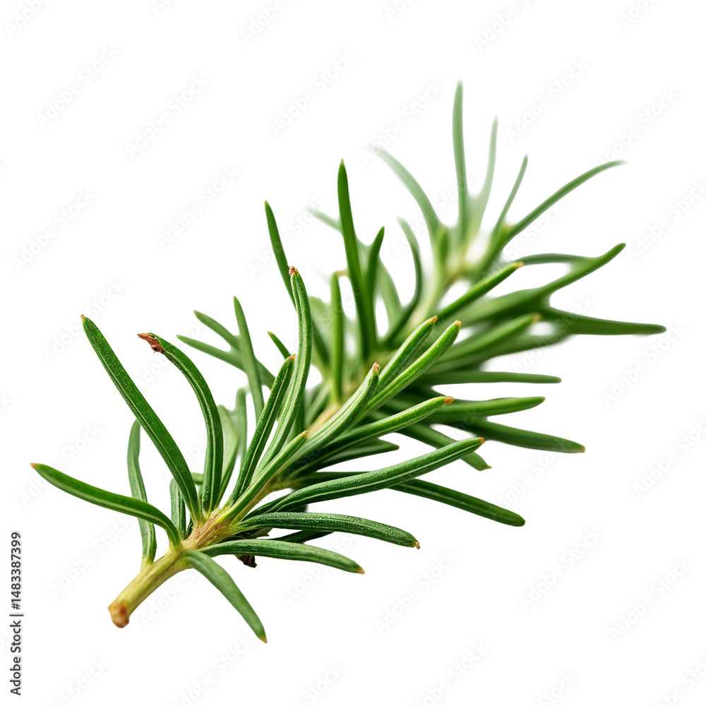 Fototapeta premium A close up of a sprig of rosemary