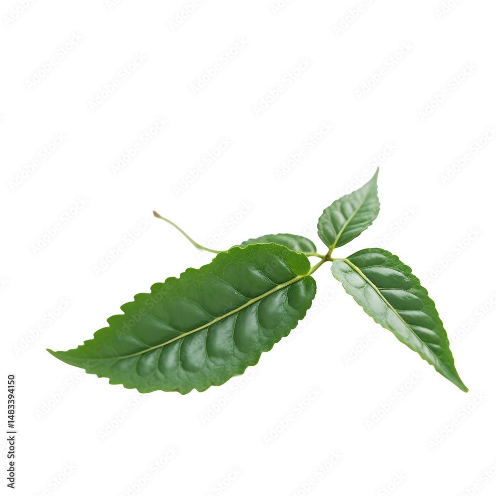 Obraz premium A single green leaf