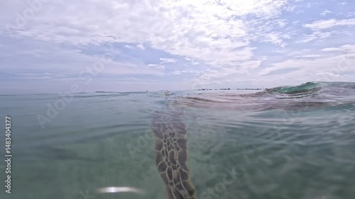 Turtle swimming in the sea