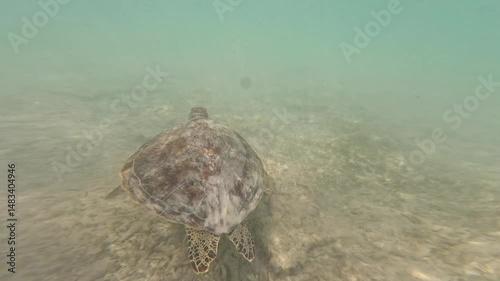 Turtle swimming in the sea