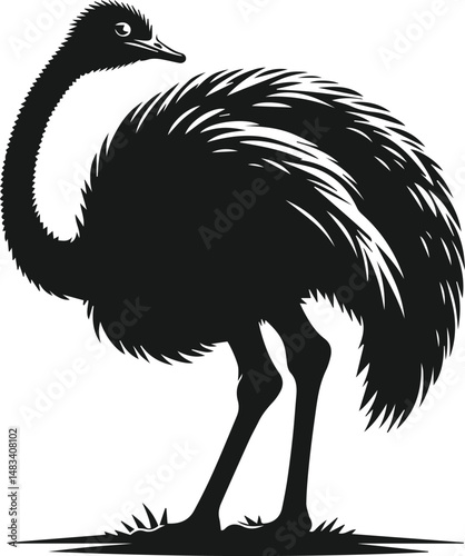 Vector ostrich isolated black silhouette