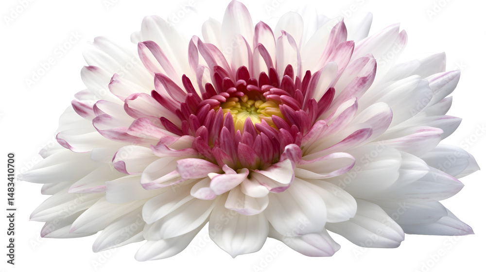 Obraz premium flower transparent background png