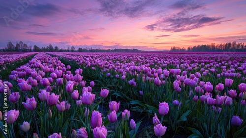 A breathtaking tulip field infused with soft lavender hues shimmering gently as the twilight deepens photo