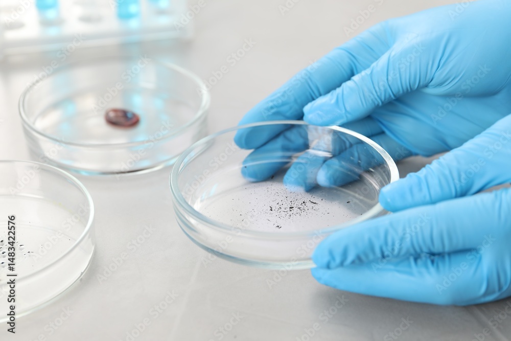 Fototapeta premium Scientist holding Petri dish with sample at light table, closeup