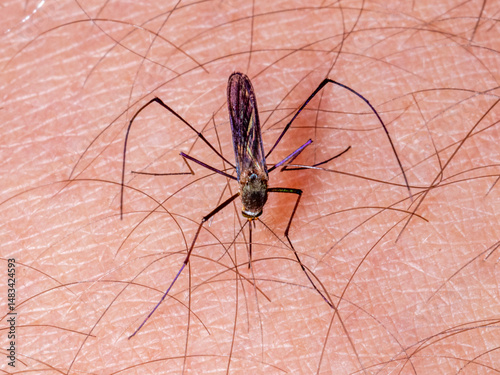 Gnat stinging human arm, plague photo