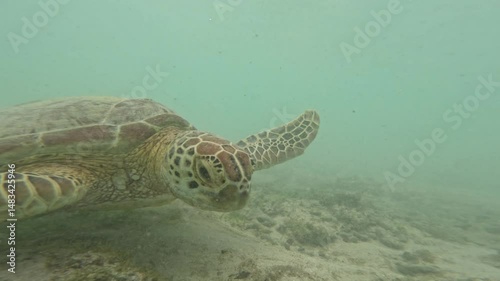 Turtle swimming in the sea