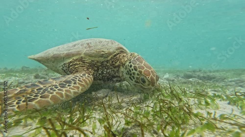 Turtle swimming in the sea