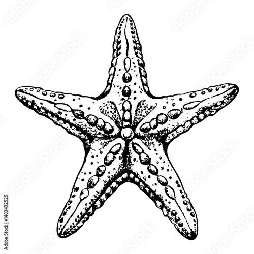a starfish with five arms and subtle texture details, outlined in blue on white background