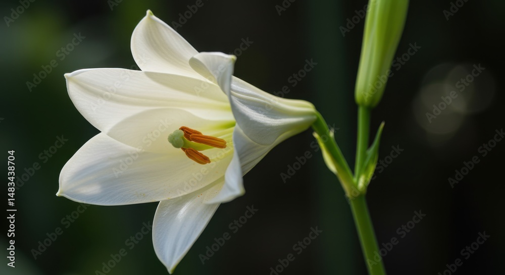 Obraz premium White lily blossom representing purity and elegance with green stem and dark background