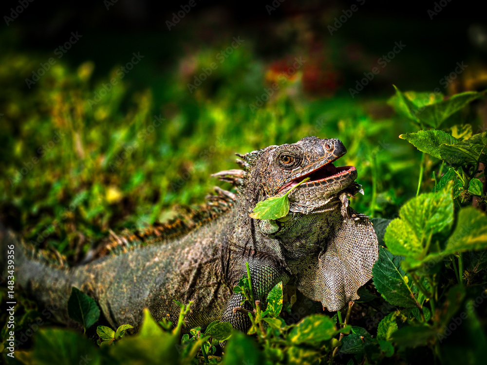 Obraz premium Iguana posing on the leaves while feeding.