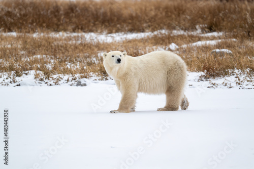 Polar bear on snow covered ground