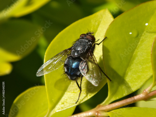 Blue bottle fly (Calliphora vicina), male sitting on a wet privet leaf