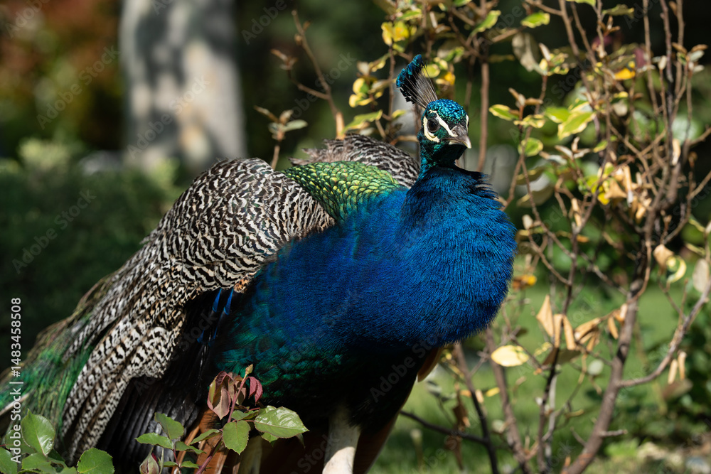 Obraz premium Colorful Peacock in Lush Greenery on a Sunny Day A vibrant Indian peacock with iridescent blue and green feathers standing amidst lush garden greenery on a sunny day
