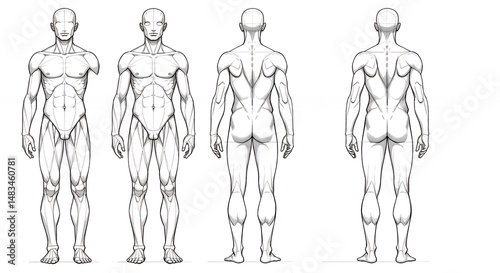 Wallpaper Mural Human figure anatomical drawings Torontodigital.ca