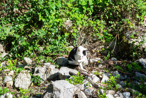 A domestic cat of black and white color sits calmly on the rocks. The cat is basking in the morning sun. Warm autumn day