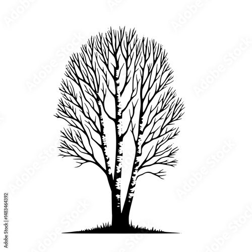Silhouette Birch Tree Illustration, Black and White Design