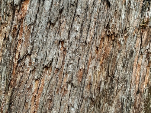 Natural Tree Bark Texture