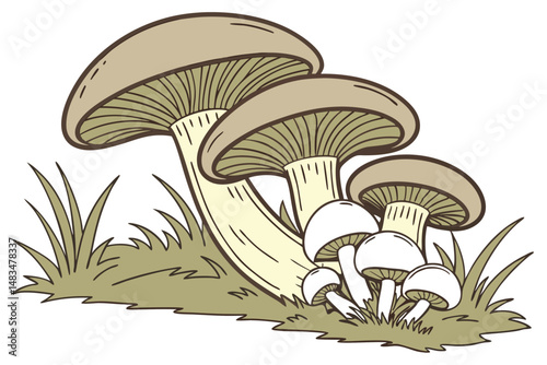 111 mushroom cluster, cluster of oyster mushrooms, shimeji mushrooms, white mushrooms, fungi, nature, organic, high-quality photography, studio lighting, detailed